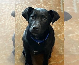 Labrador Retriever-Unknown Mix Dogs for adoption in Palatine/Kildeer/Buffalo grove, IL, USA