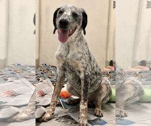 Border Collie-German Shorthaired Pointer Mix Dogs for adoption in Fresno, CA, USA