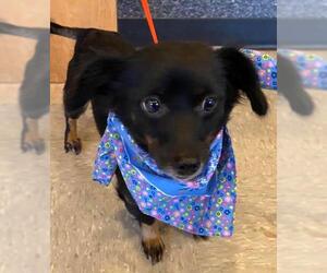 Chiweenie Dogs for adoption in Poughkeepsie, GA, USA