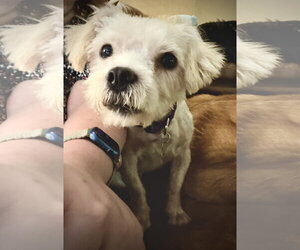 Shih Tzu-Unknown Mix Dogs for adoption in Holly Springs, NC, USA