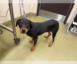 Rottweiler-Unknown Mix Dogs for adoption in Moreno Valley, CA, USA