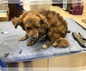 Chihuahua Dogs for adoption in Riverside, CA, USA