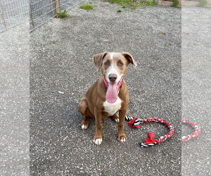 Australian Shepherd-Doberman Pinscher Mix Dogs for adoption in Aurora, OH, USA