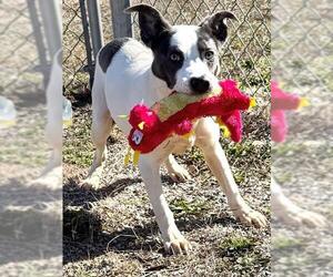 Mutt Dogs for adoption in Augusta, GA, USA