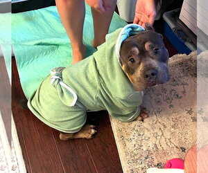 American Pit Bull Terrier Dogs for adoption in Rockville, MD, USA
