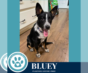 Mutt Dogs for adoption in Kimberton, PA, USA
