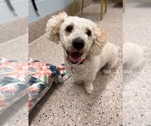 Maltese-Unknown Mix Dogs for adoption in Fort Collins, CO, USA