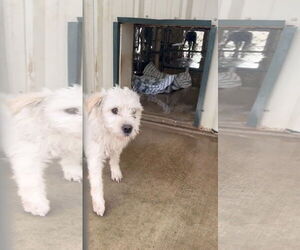 Medium Photo #7 Mutt Puppy For Sale in Grafton, WI, USA