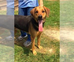 Black and Tan Coonhound Dogs for adoption in Waterford, VA, USA