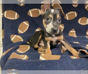 German Shepherd Dog-Unknown Mix Dogs for adoption in HESPERIA, CA, USA