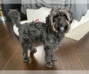 Maltipoo (Miniature) Dogs for adoption in Woodland, CA, USA