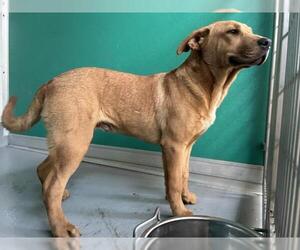 Mutt Dogs for adoption in Visalia, CA, USA