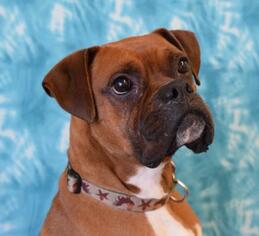 Boxer Dogs for adoption in Eureka, CA, USA