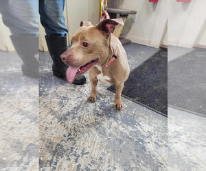 Mutt Dogs for adoption in Linton, IN, USA