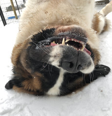 Saint Bernard Dogs for adoption in Park Falls, WI, USA
