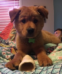 Small Chow Chow-Rottweiler Mix