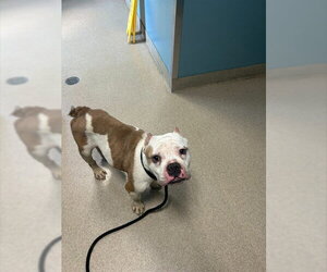 Bulldog Dogs for adoption in Newton, NC, USA