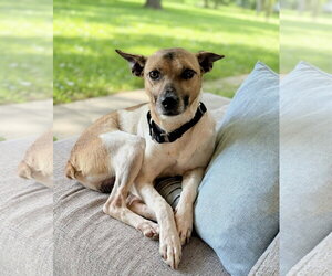Jack-Rat Terrier Dogs for adoption in Westwood, NJ, USA