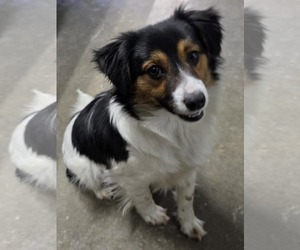 Australian Shepherd-Unknown Mix Dogs for adoption in Cuba, NY, USA