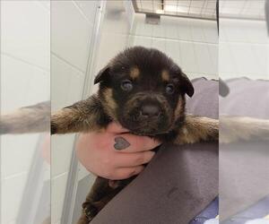 Labrador Retriever Dogs for adoption in Houston, TX, USA
