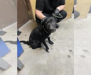 American Pit Bull Terrier-Unknown Mix Dogs for adoption in Stockton, CA, USA