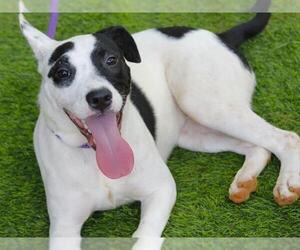 Labrador Retriever-Unknown Mix Dogs for adoption in Tallahassee, FL, USA