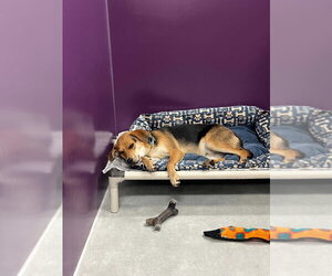 Mutt Dogs for adoption in Candler, NC, USA