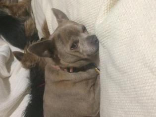 Chihuahua-Unknown Mix Dogs for adoption in Lorain, OH, USA