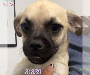 Pug-Unknown Mix Dogs for adoption in Chico, CA, USA