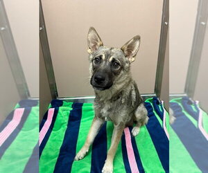 Siberian Husky-Unknown Mix Dogs for adoption in Calgary, Alberta, Canada