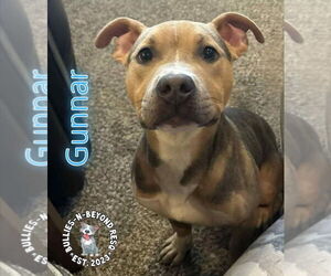 Medium Photo #10 American Pit Bull Terrier-Unknown Mix Puppy For Sale in Omaha, NE, USA