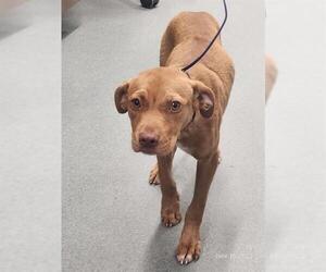 American Pit Bull Terrier Dogs for adoption in Baytown, TX, USA
