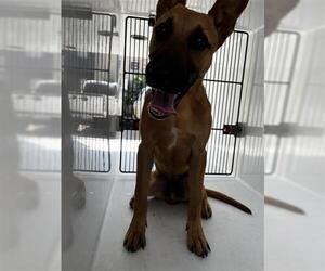 German Shepherd Dog Dogs for adoption in Houston, TX, USA