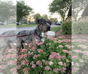 Catahoula Leopard Dog-Unknown Mix Dogs for adoption in London, Ontario, Canada