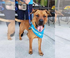 Chinese Shar-Pei-Mastiff Mix Dogs for adoption in Sarasota, FL, USA