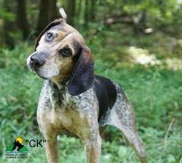 Small Coonhound Mix