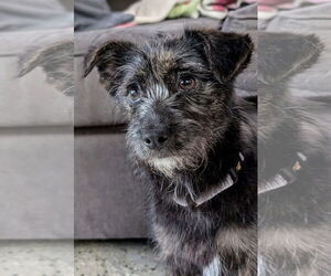 Mutt Dogs for adoption in New London, WI, USA