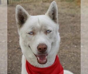 Siberian Husky-Unknown Mix Dogs for adoption in San Antonio, TX, USA