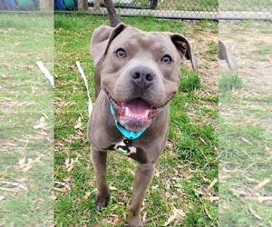 American Pit Bull Terrier-Unknown Mix Dogs for adoption in Millersville, MD, USA