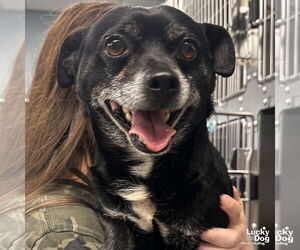 Chihuahua-Unknown Mix Dogs for adoption in Washington, DC, USA