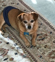 Chiweenie Dogs for adoption in Redondo Beach, CA, USA