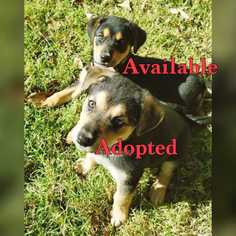 Rottweiler Dogs for adoption in Conway, AR, USA