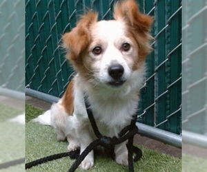 Tibetan Terrier-Unknown Mix Dogs for adoption in Downey, CA, USA