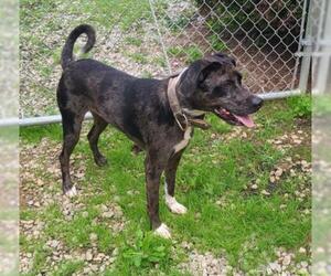 Catahoula Leopard Dog Dogs for adoption in Akron, OH, USA