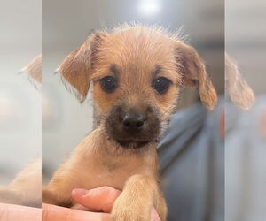 Italian Greyhound-Unknown Mix Dogs for adoption in Oakland Park, FL, USA