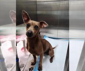 Chihuahua-Unknown Mix Dogs for adoption in Tracy, CA, USA
