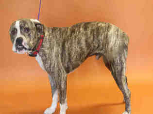 Medium Photo #1 American Staffordshire Terrier Puppy For Sale in Salt Lake City, UT, USA