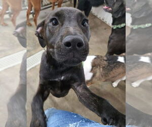 American Pit Bull Terrier-Unknown Mix Dogs for adoption in Germantown, OH, USA