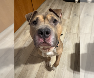 Mutt Dogs for adoption in Brooklyn Center, MN, USA