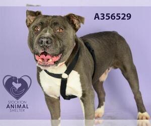 American Pit Bull Terrier Dogs for adoption in Stockton, CA, USA